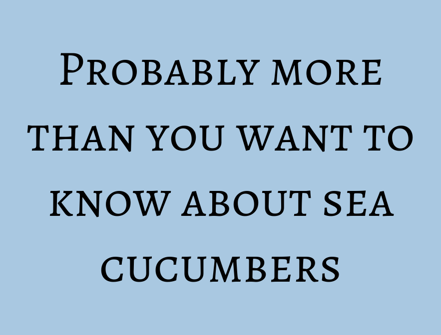 Probably More Than You Want to Know About Sea Cucumbers • Ucluelet Aquarium