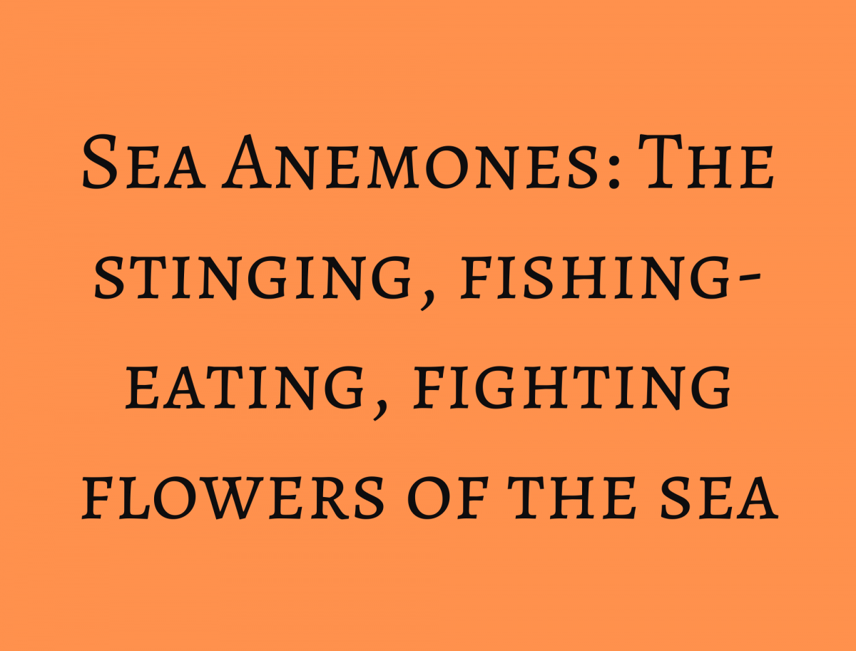 Sea Anemones: The stinging, fishing-eating, fighting flowers of the sea • Ucluelet Aquarium